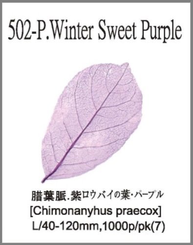 502-P.Winter Sweet Purple 