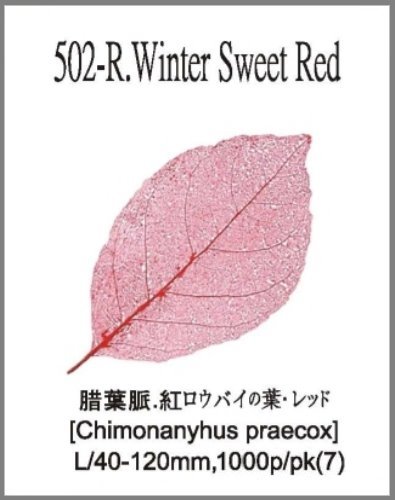 502-R.Winter Sweet Red 