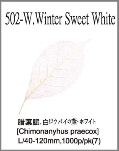 502-W.Winter Sweet White 