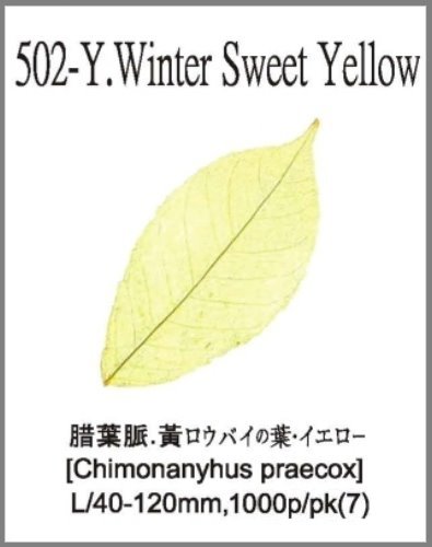 502-Y.Winter Sweet Yellow 